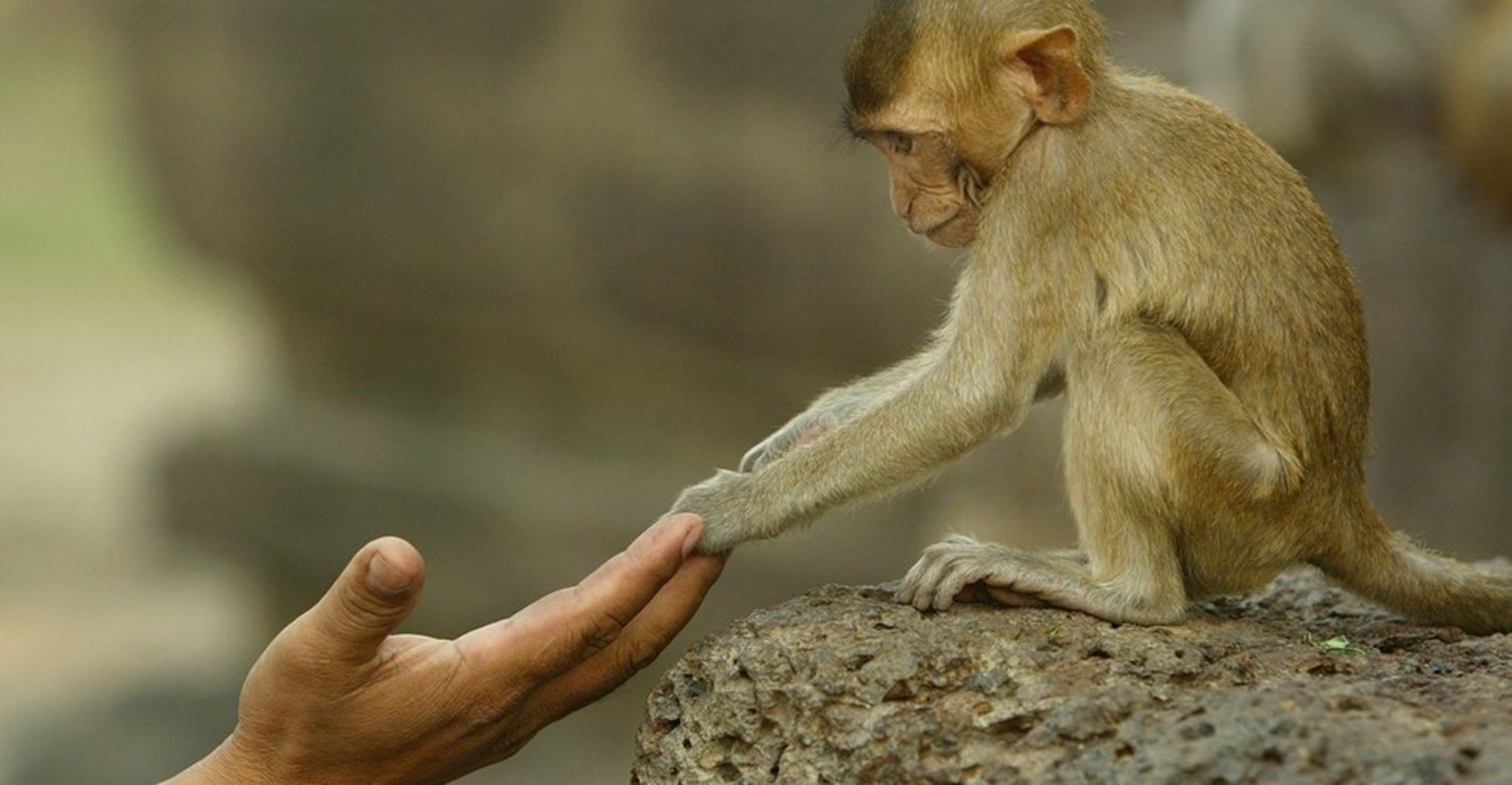 Un singe vole un appareil photo pour faire un doigt d'honneur !