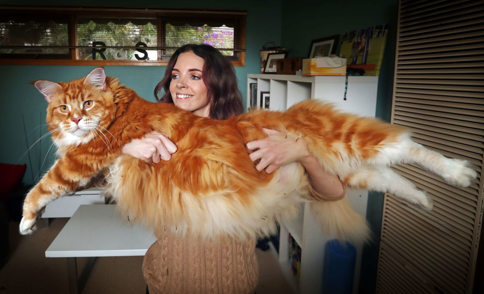 Les clichés impressionnants du plus gros chat du monde