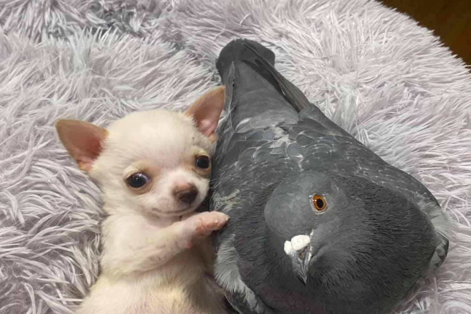 Птица пес