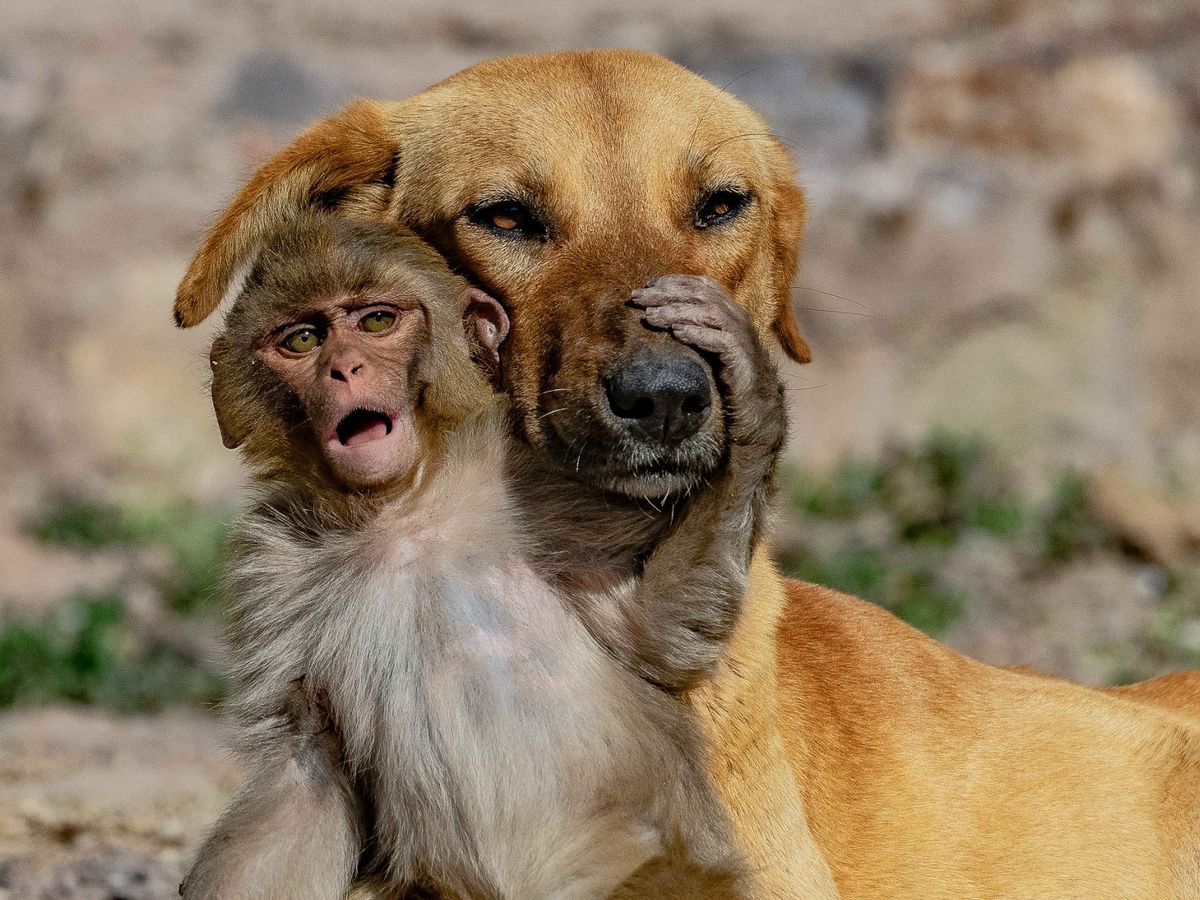 Cute Une chienne adopte un bébé singe orphelin — free download
