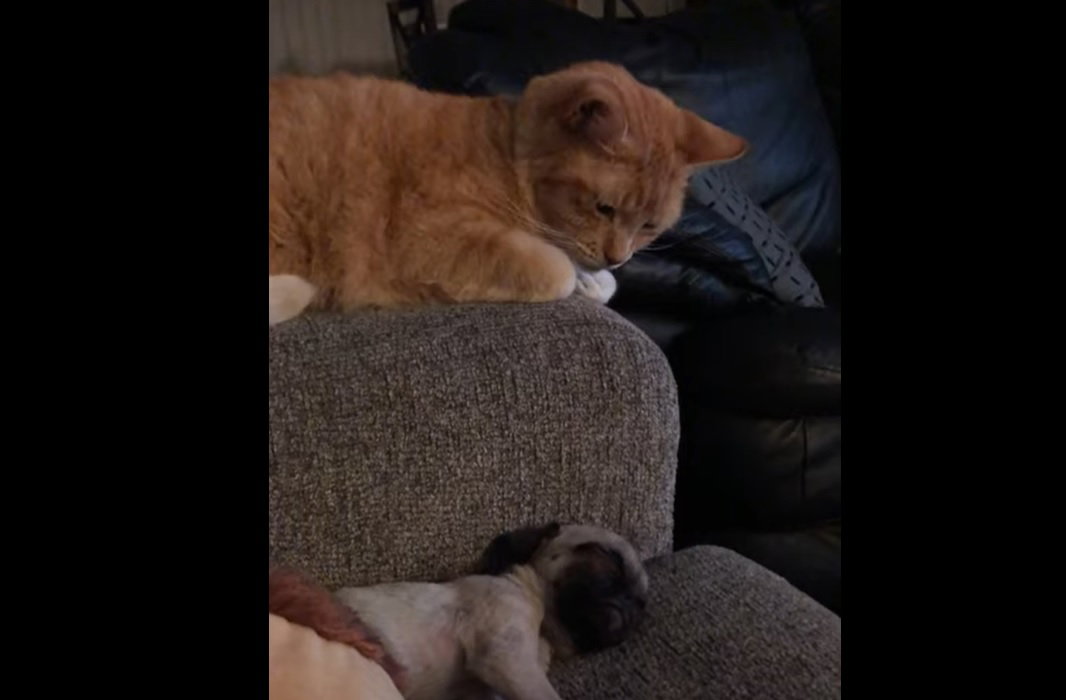 Ce petit chat essaye de réveiller son ami chien... et c'est trop mignon
